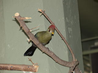 Red headed bird