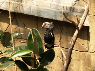 Hornbill