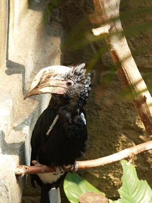 Hornbill #2