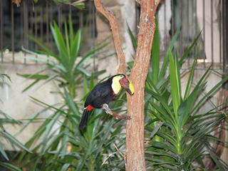 Toucan