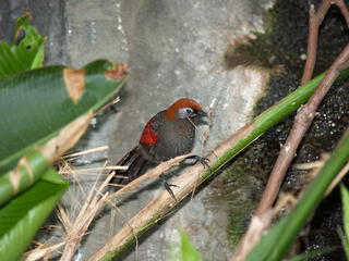 Orange headed bird