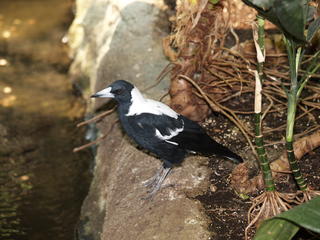 Black and white bird