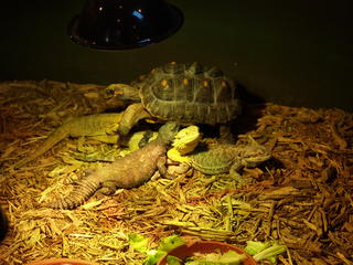 Turtle and lizards