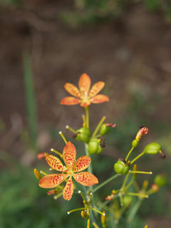 Blackberry lily
