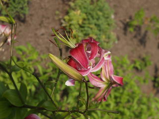 Oriental hybrid lily #2