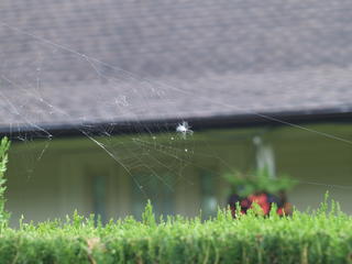 Spider web