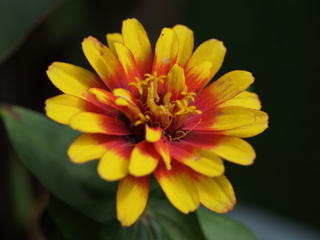 Red and yellow flower