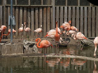 Flamingos