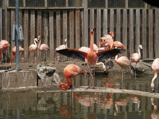 See my pretty wings #2