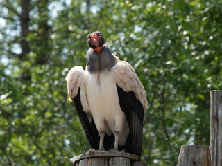 Turkey vulture