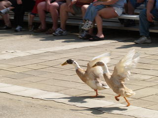 Walking ducks