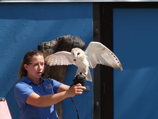 Snowy owl