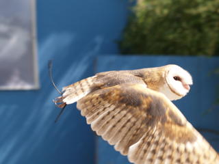Owl flight