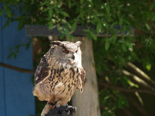 Barn owl
