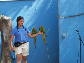 Macaw's