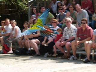 Macaw flying #2