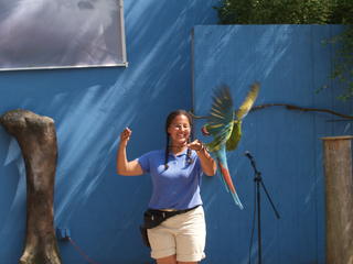 Macaw landing