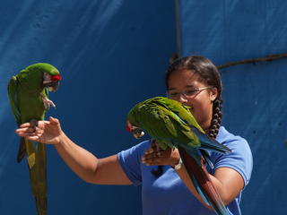 Macaws