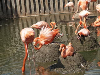 Flamingos #2