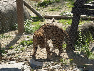 Cheetah #2
