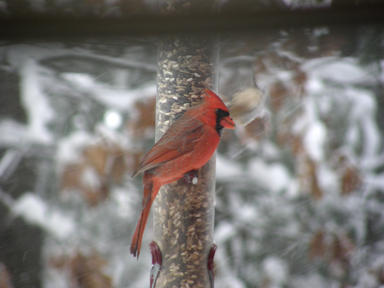Cardinal