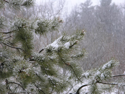 Winter pine