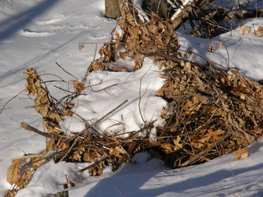 Leaves and snow