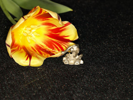 The elephant goes for a ride #2