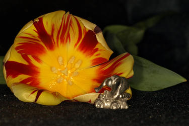 The elephant goes for a ride #3