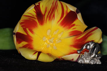 The elephant goes for a ride #4