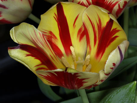 Tulips #3