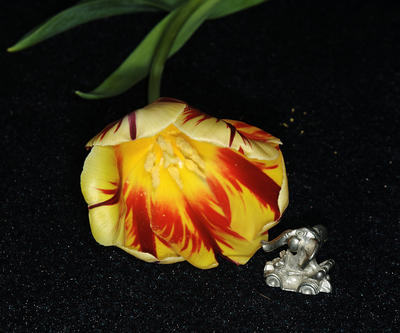 The elephant goes for a ride #6