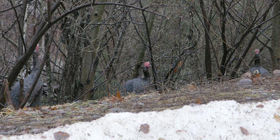 Wild turkeys