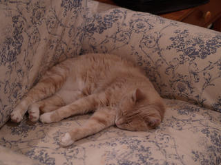 Sleeping cat