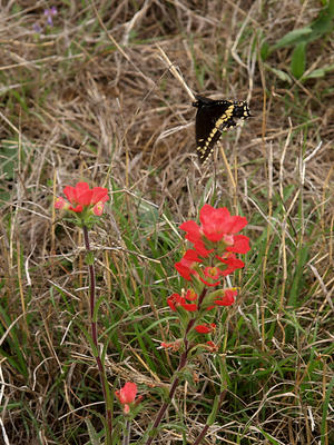 Butterfly on indian paintbrush #2