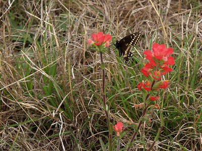 Butterfly on indian paintbrush #3