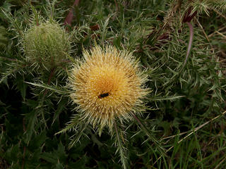 Bug in texas thistle