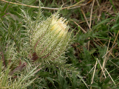 Texas thistle