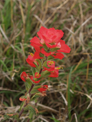 Indian paintbrush