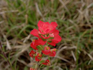 Indian paintbrush #2