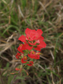 Indian paintbrush #3