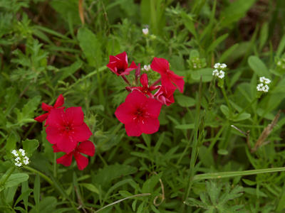 Red flower