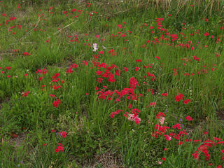 Texas wildflowers