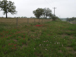 Texas wildflowers #2