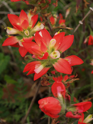 Indian paintbrush #4