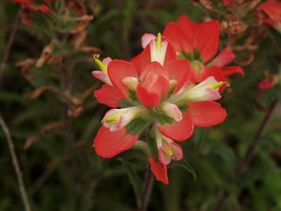 Indian paintbrush #5