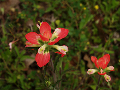 Indian paintbrush #6