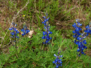 Blue bonnets