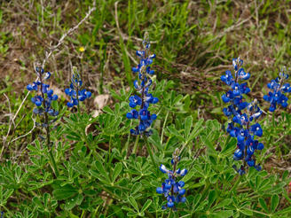 Blue bonnets #2