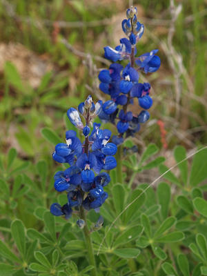 Blue bonnets #5